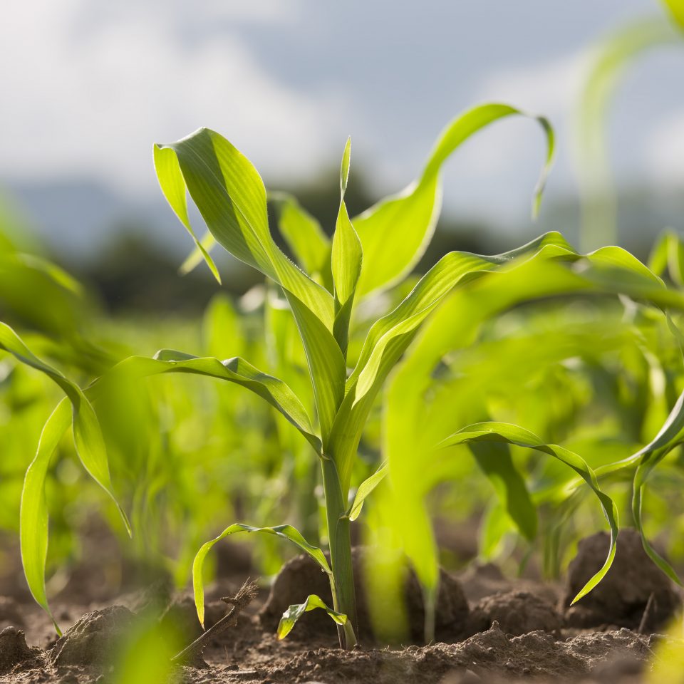 Young corn seedlings in a field.