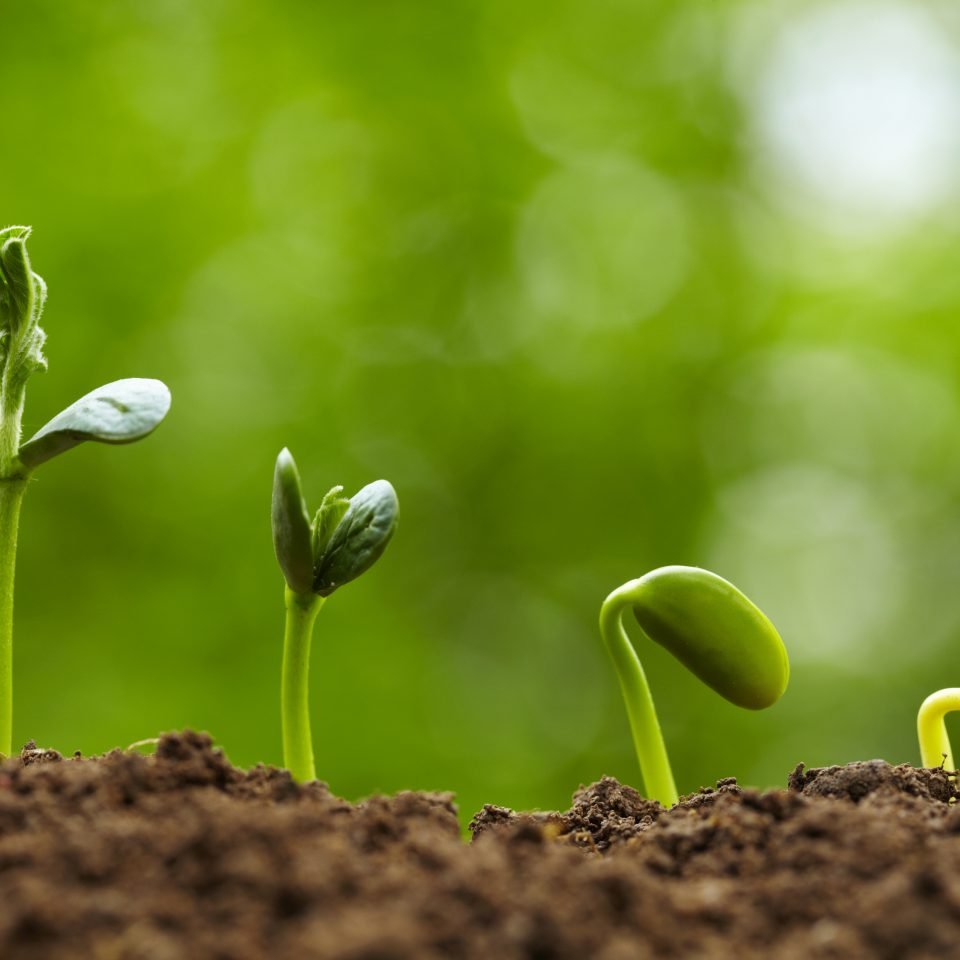 picture of small bud growing in spring  with different stages