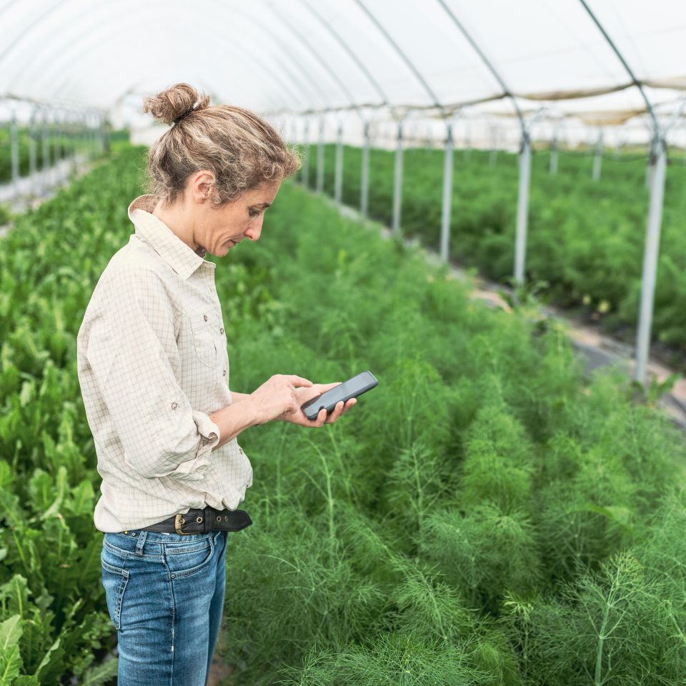 Greenhouse and organic vegetable healthy food