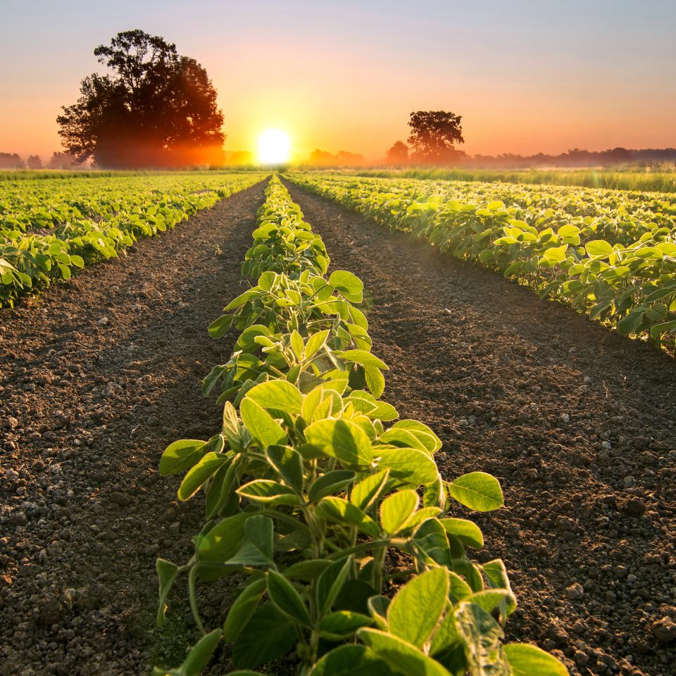 Soy field and soy plants growing in rows, at sunset, soy agriculture