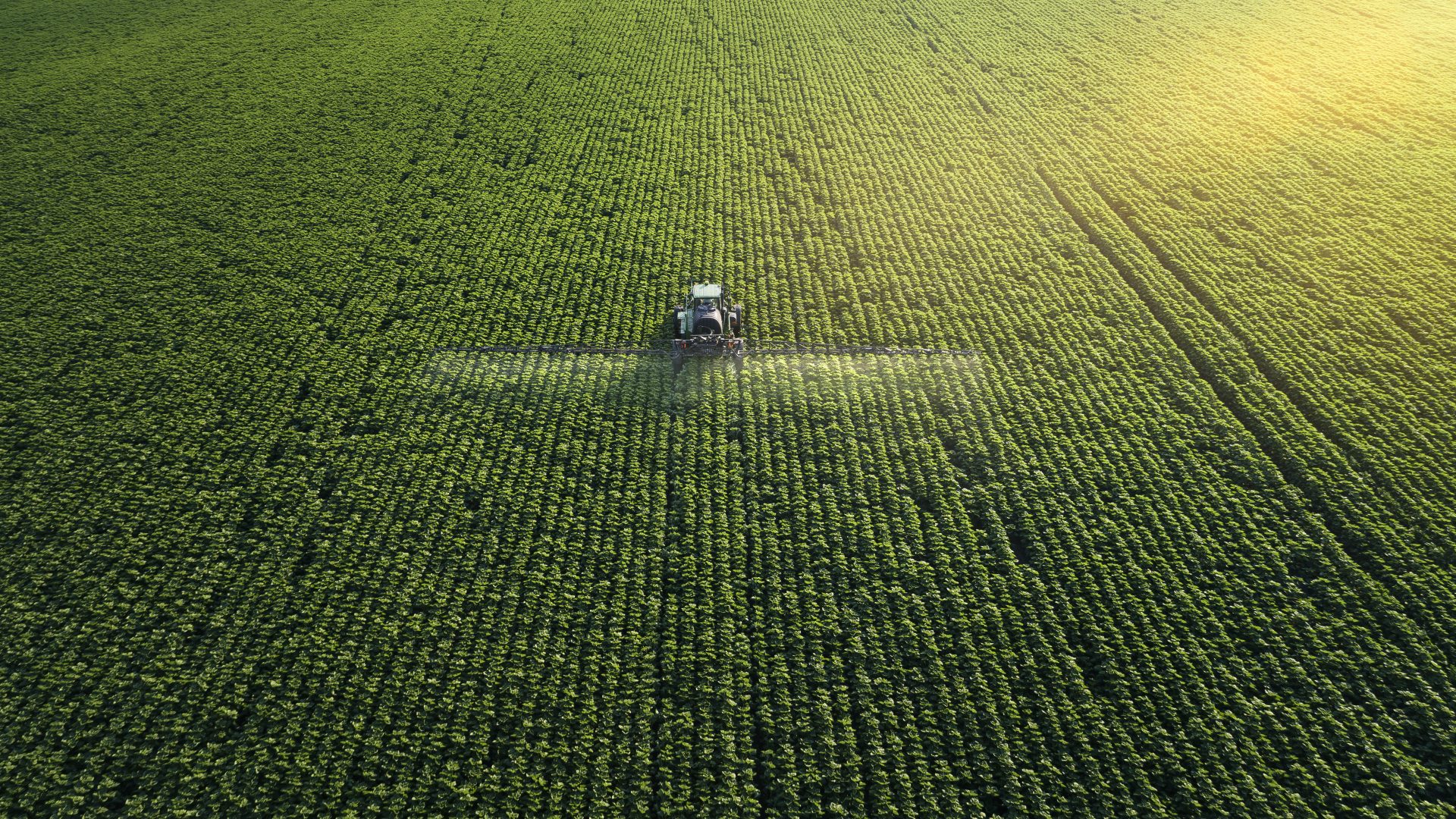 Tracking shot. Drone point of view of a Tractor spraying on a cultivated field. Small Business.