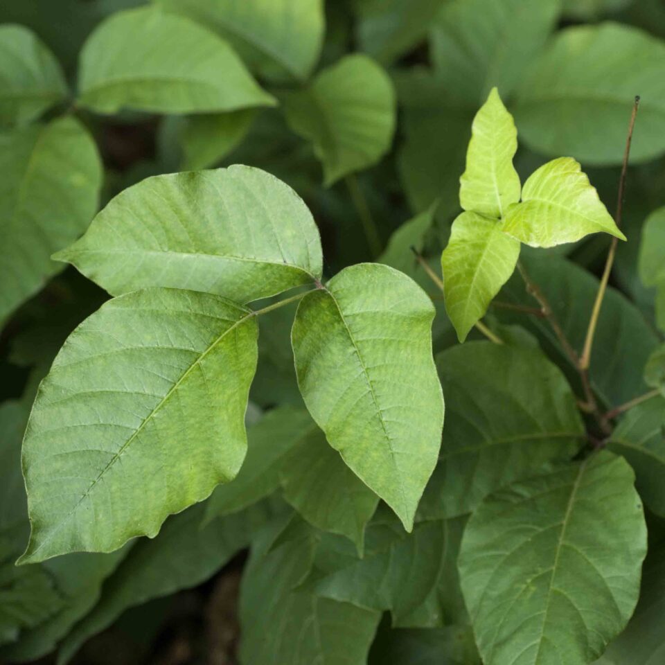 flourishing poison ivy is supposedly a byproduct of global warming