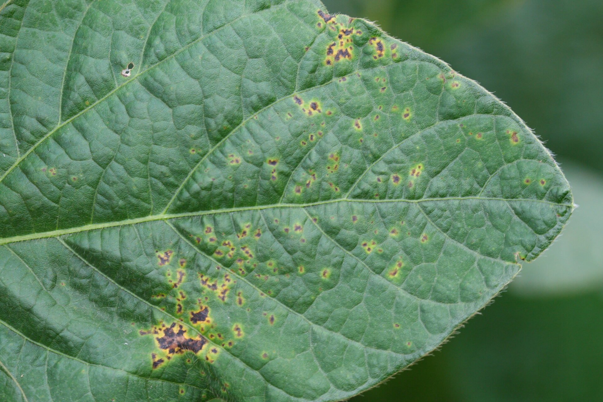 Edible Bean Disease Management - Sylvite