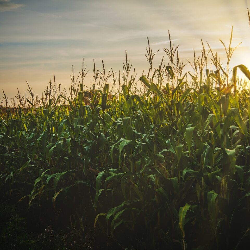 FUNGICIDE ON CORN