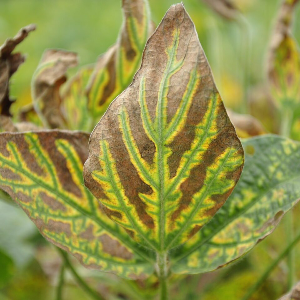 SDS in Soybeans