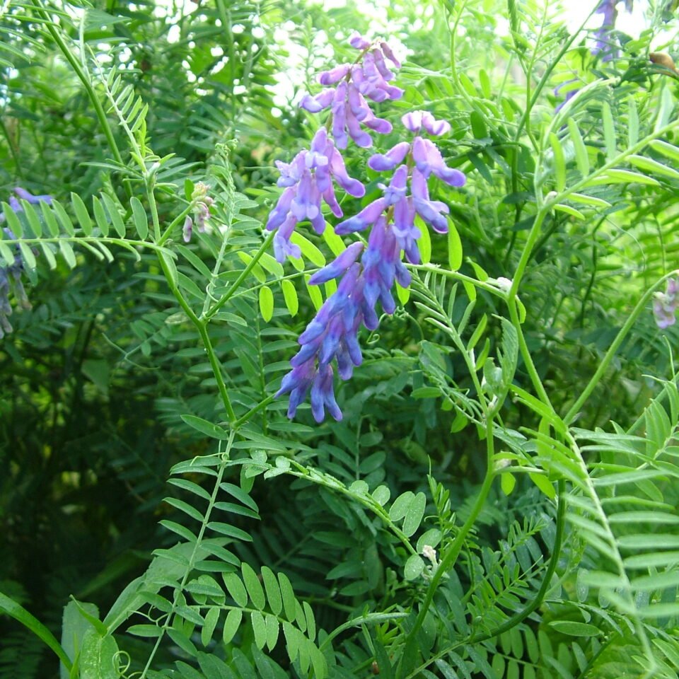 Weed ID Wednesday: Tufted Vetch