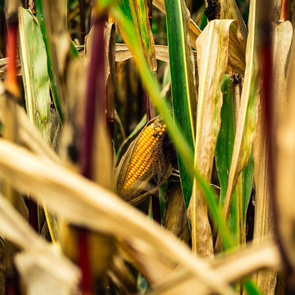 Managing Ear Rot in Corn