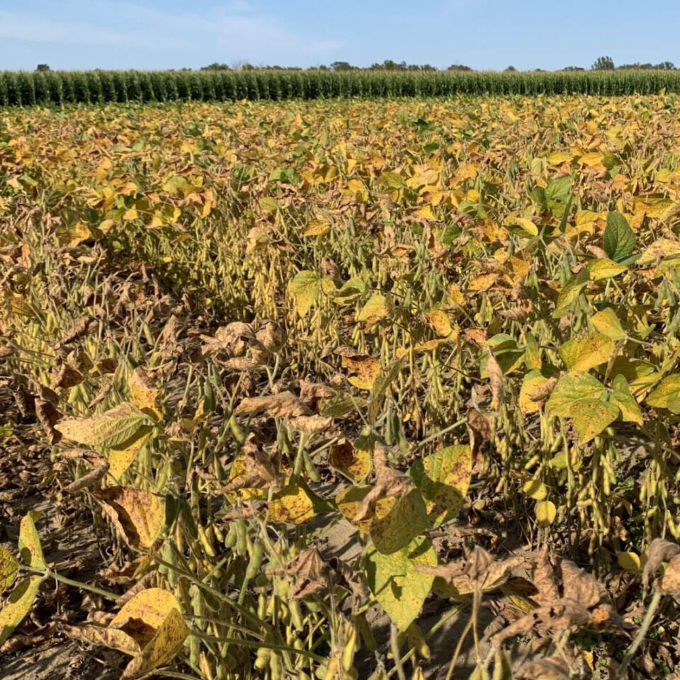 Pre-Harvest Burndown in Soybeans