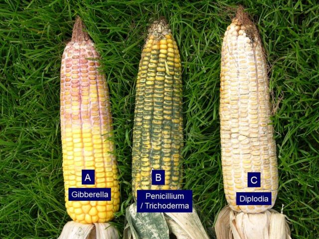 Managing Ear Rot in Corn - Sylvite