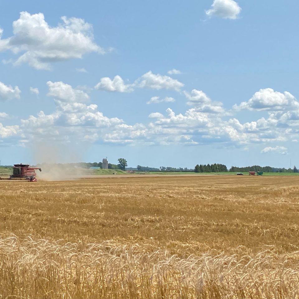 Abundant Fields Await: Your After Wheat Harvest Update