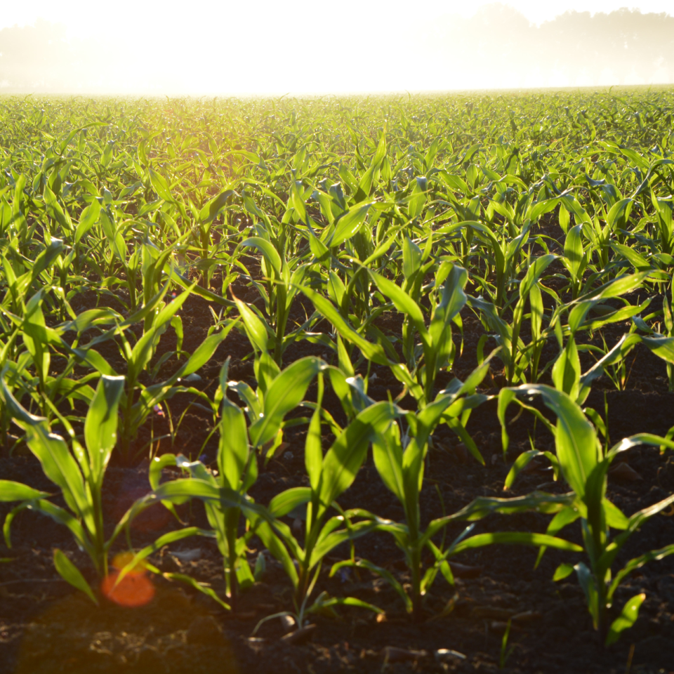Plant Nutrition: The Key to Your Crop’s Success