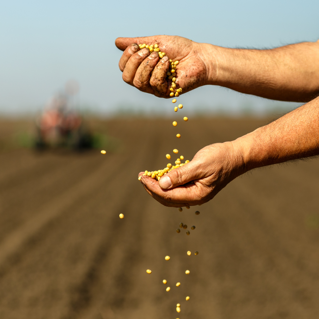 3 Ways To Maximize Yields And Profitability In The 2024 Season Sylvite 3 Ways To Maximize Yields And Profitability In The 2024 Season Sylvite