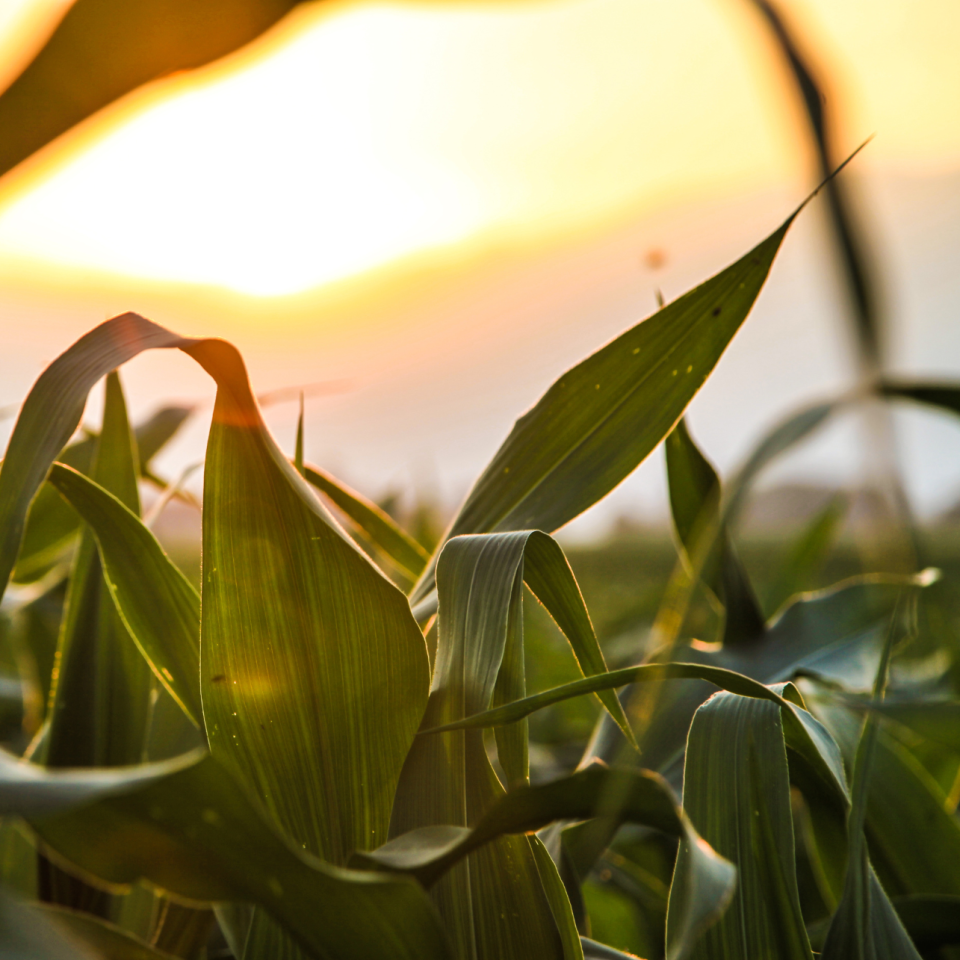 Late Season Corn Diseases and Mycotoxin Management