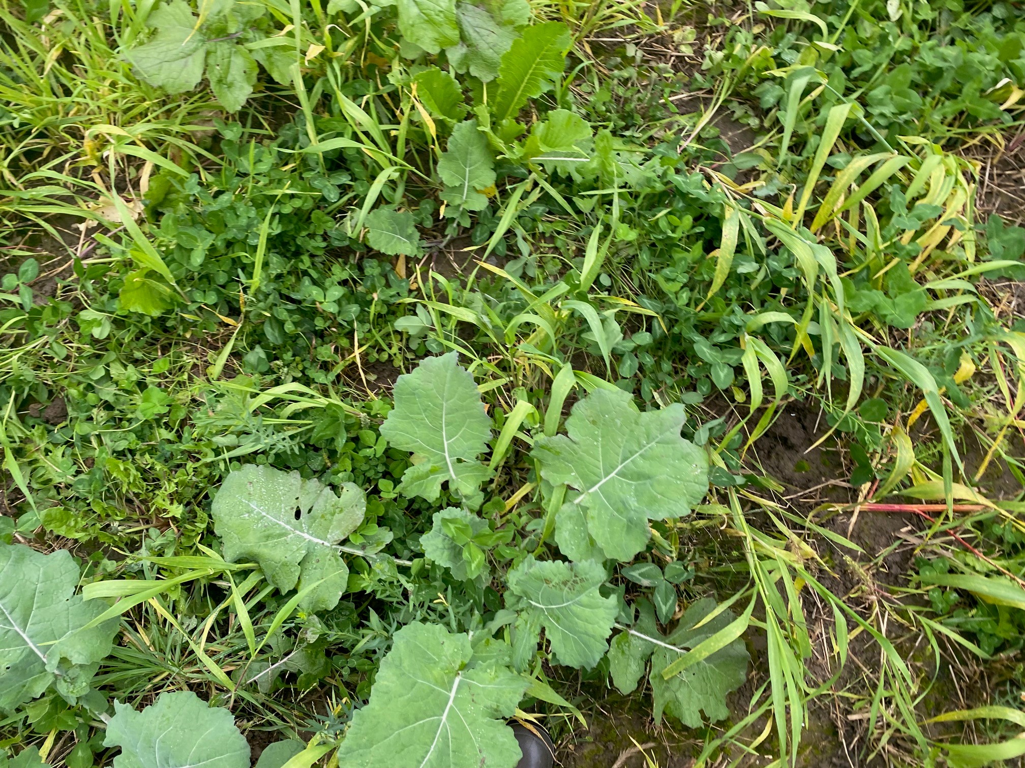 Cover crop mix of red clover, sunflower flax, turnip, radish and mustard after barley.