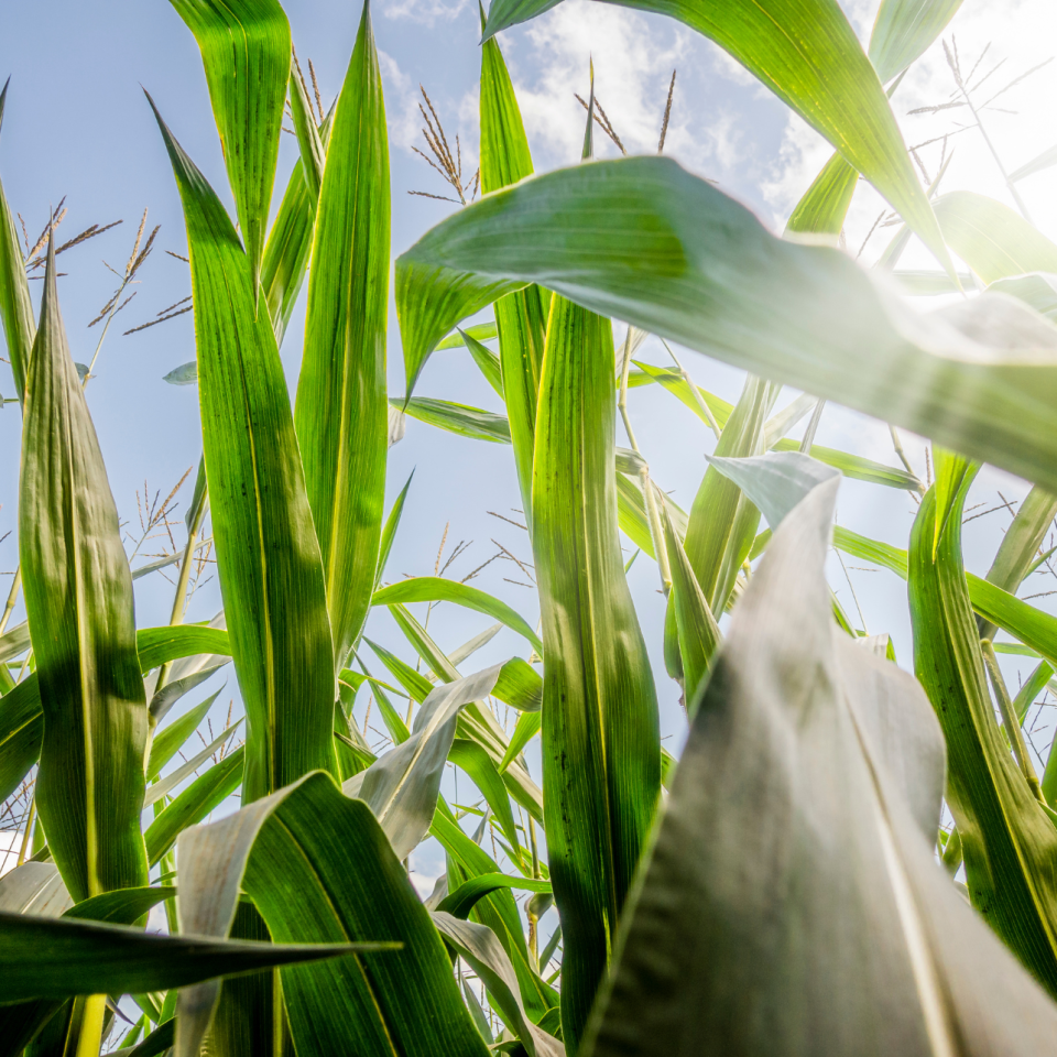 The Growing Impact of Short Corn