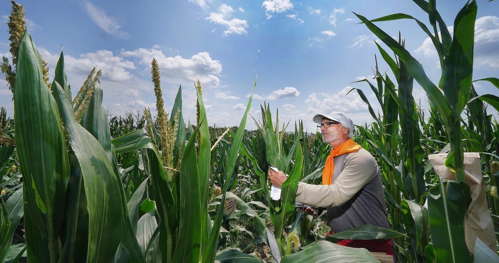 Purdue University researcher in field of short corn. Photo by Tom Campbell