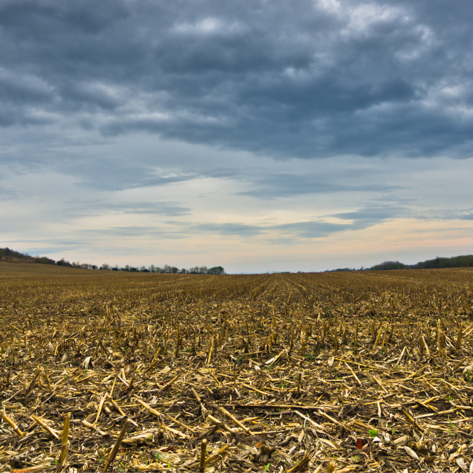 5 Key Steps After Late Corn Harvest