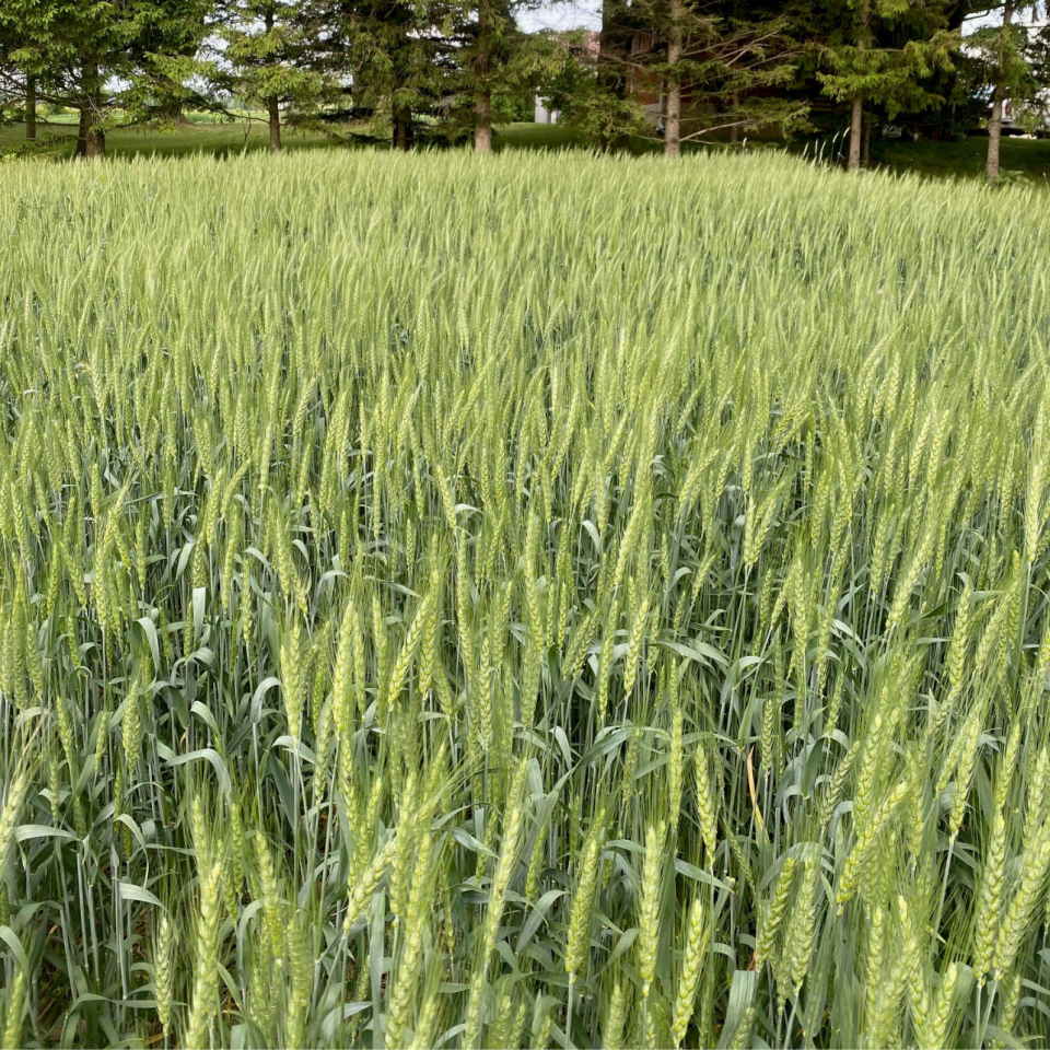Combatting Wheat Leaf Diseases: Effective Herbicide Spraying Strategies
