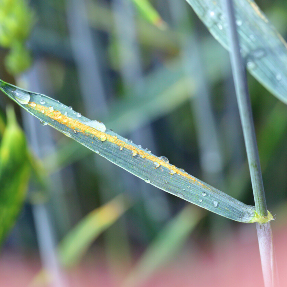 How to Manage Stripe Rust in Wheat: A Guide for Ontario Growers