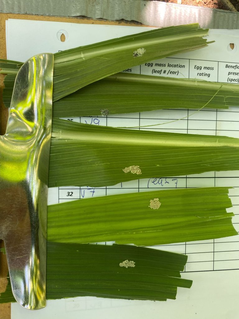 Western bean cutworm egg masses on corn