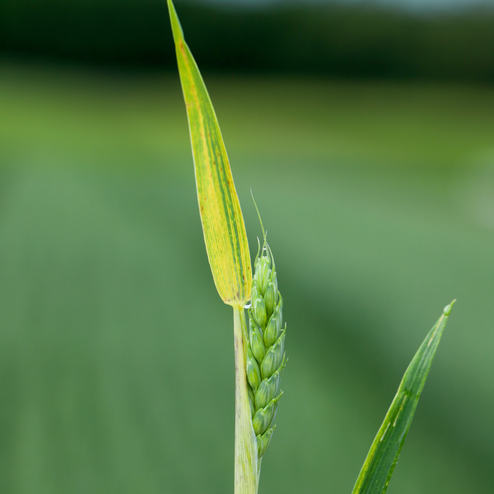 Understanding and Addressing Common Crop Nutrient Deficiencies