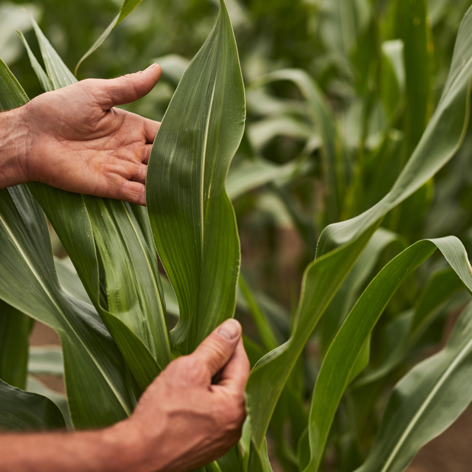 5 Reasons to Conduct Tissue Testing for Crop Health