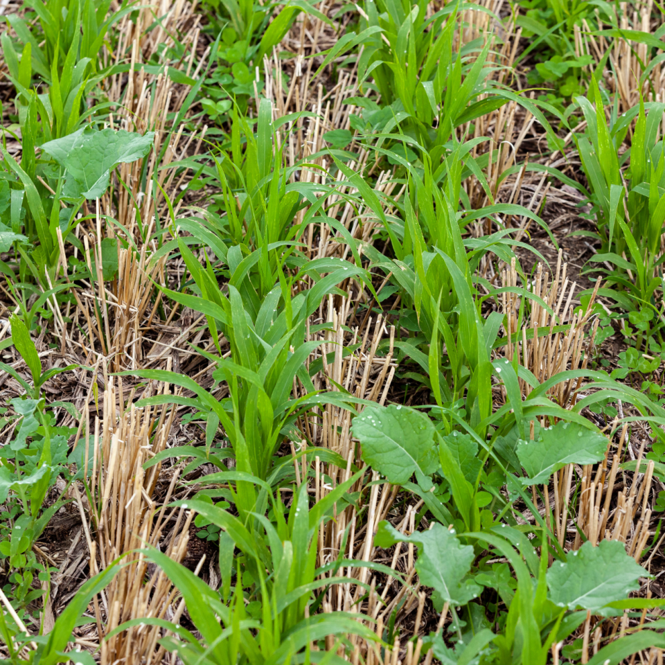 Expert Tips on Cover Crop Planning