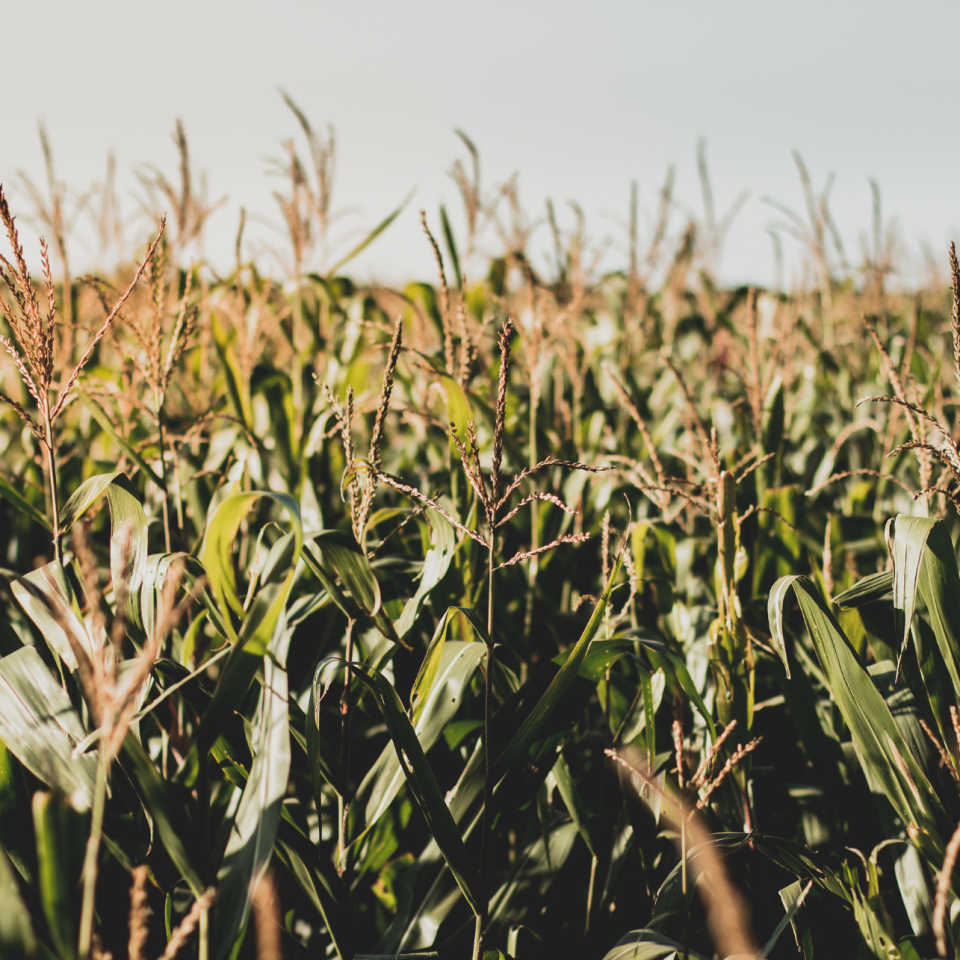 Managing Frost Damage in Corn & Soybeans: What Ontario Farmers Need to Know in September and October