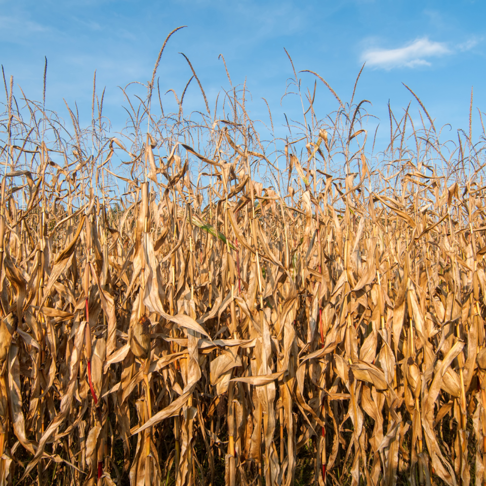 Field Drydown of Mature Corn Grain: Key Insights for Farmers