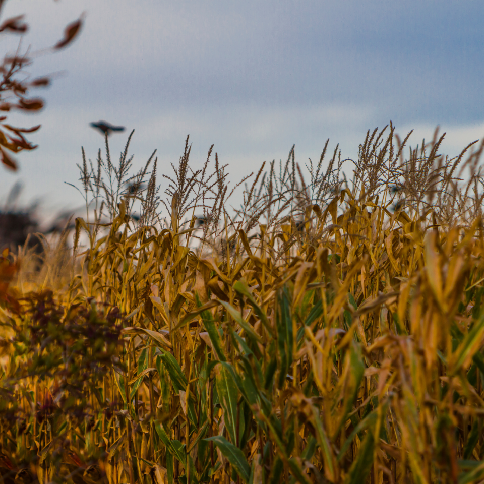 Late-Season Corn and Soybean Diseases to Scout for in October