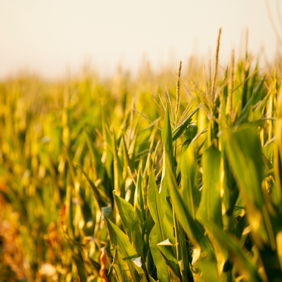 Timely Corn Harvest and Managing Grain & Silage Corn Frost in Ontario