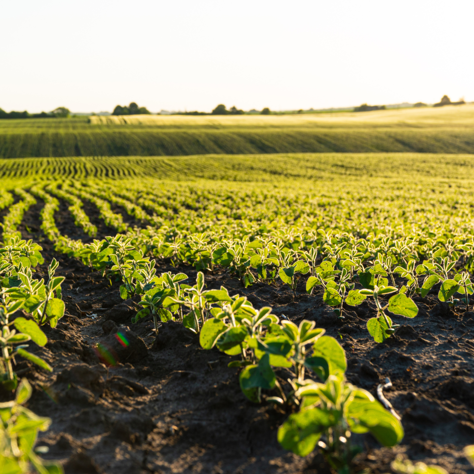 Informed Seed Selection: Optimizing Soybean Yield with NK and CROPLAN Varieties