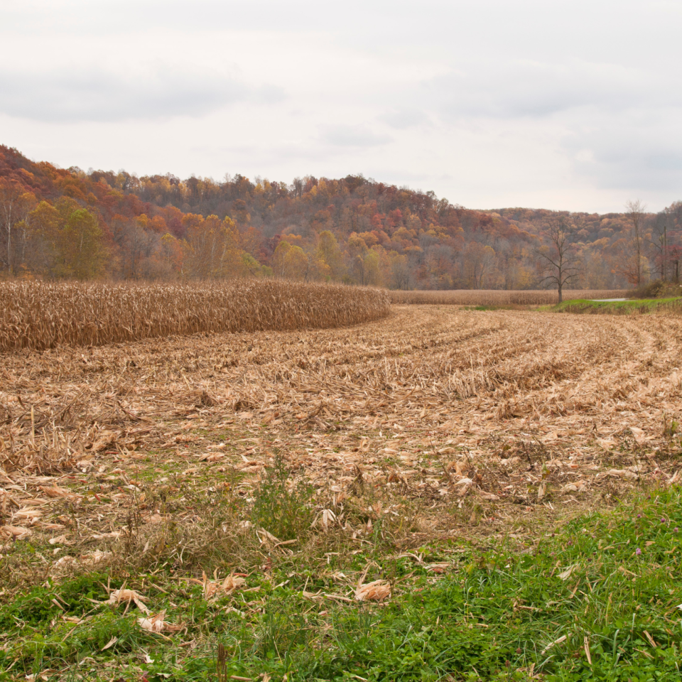 Fall Fertilization & Soil Sampling: Strategies for Successful Soil Health Management in Ontario