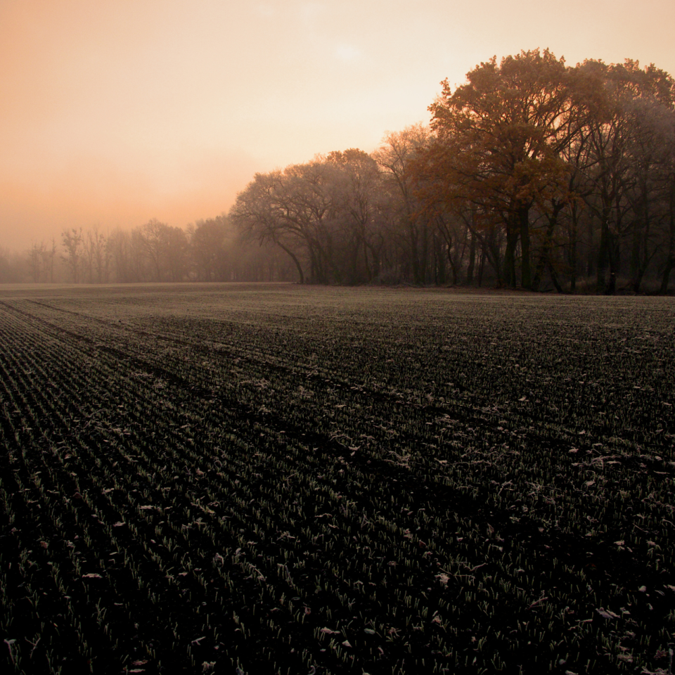 Late-Season Wheat Planting in November: Maximizing Success for Ontario Growers