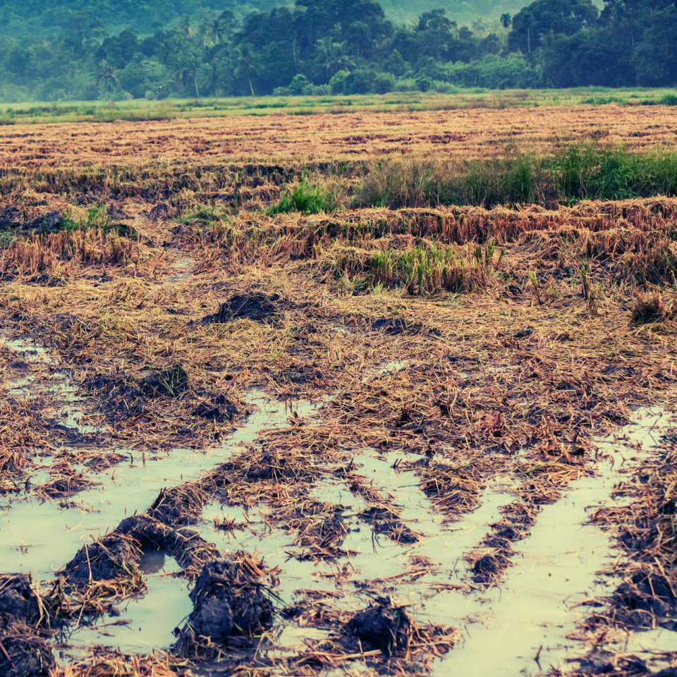 Optimizing Crop Input Applications in Wet Spring Conditions