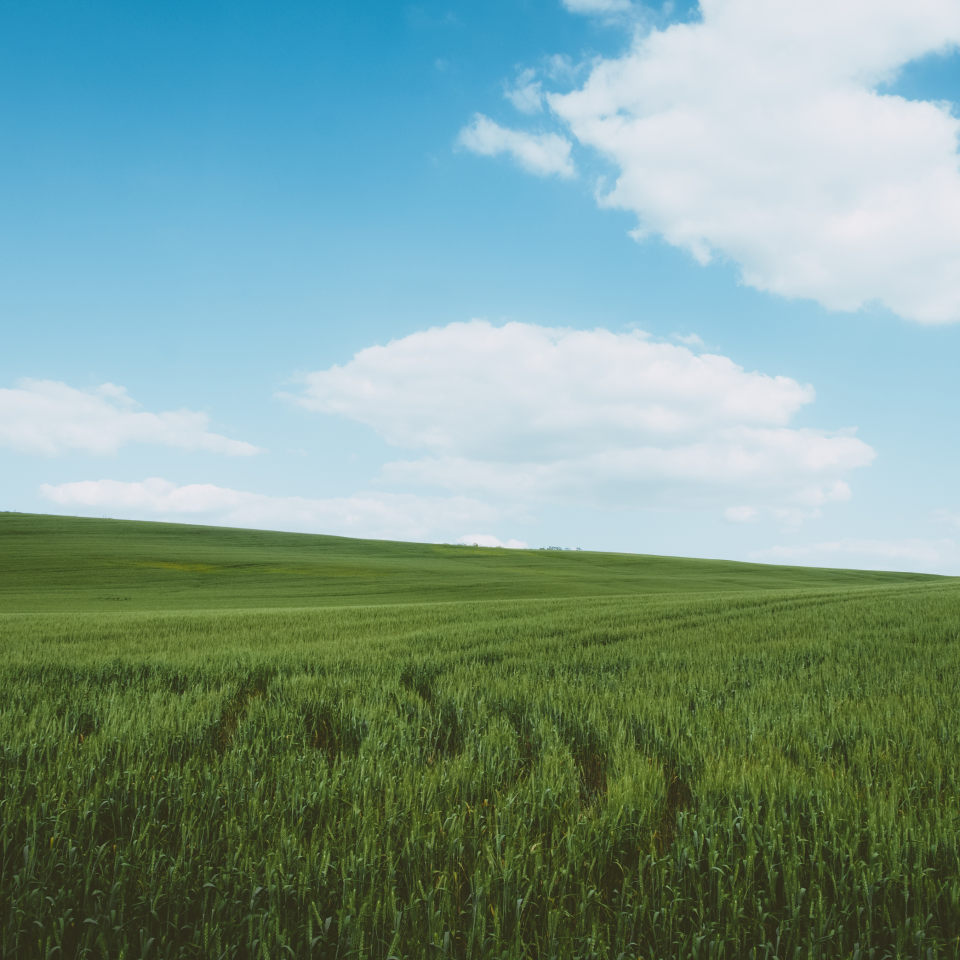Protecting Your Wheat Crop from Leaf Diseases This Spring