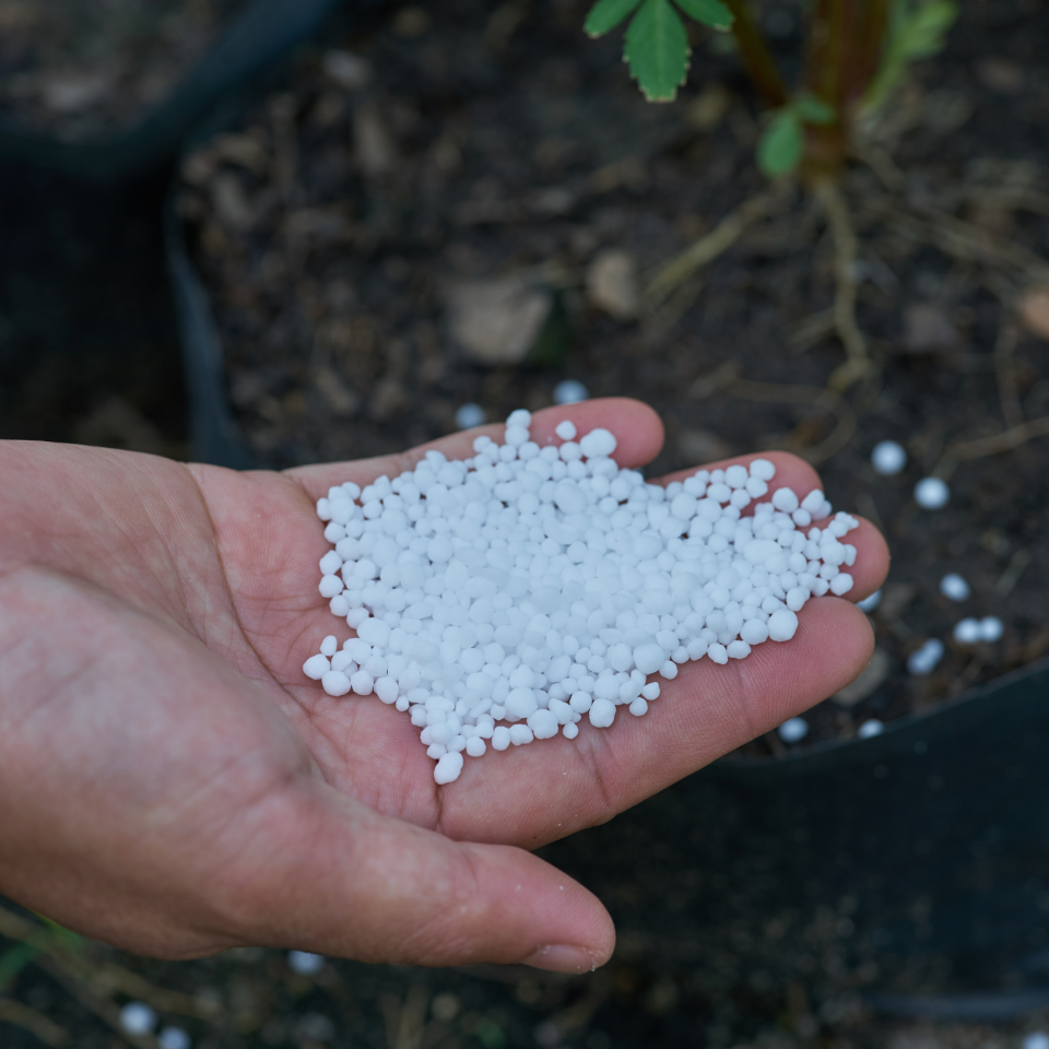 Making the Most of In-Season Nitrogen: Best Practices for Urea and Stabilizer Use