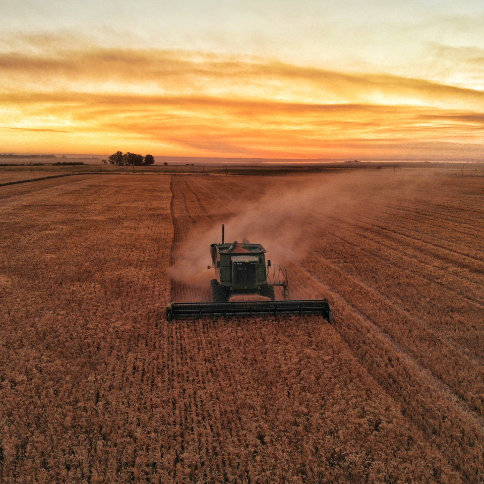 Benefits of Certified Seed vs Bin Run