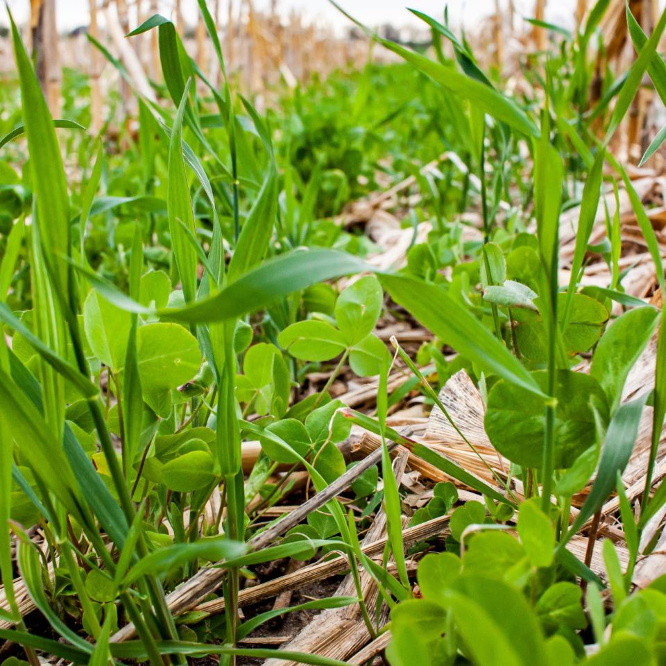 Cover Crops: The Benefits of Including Them in Your Rotation