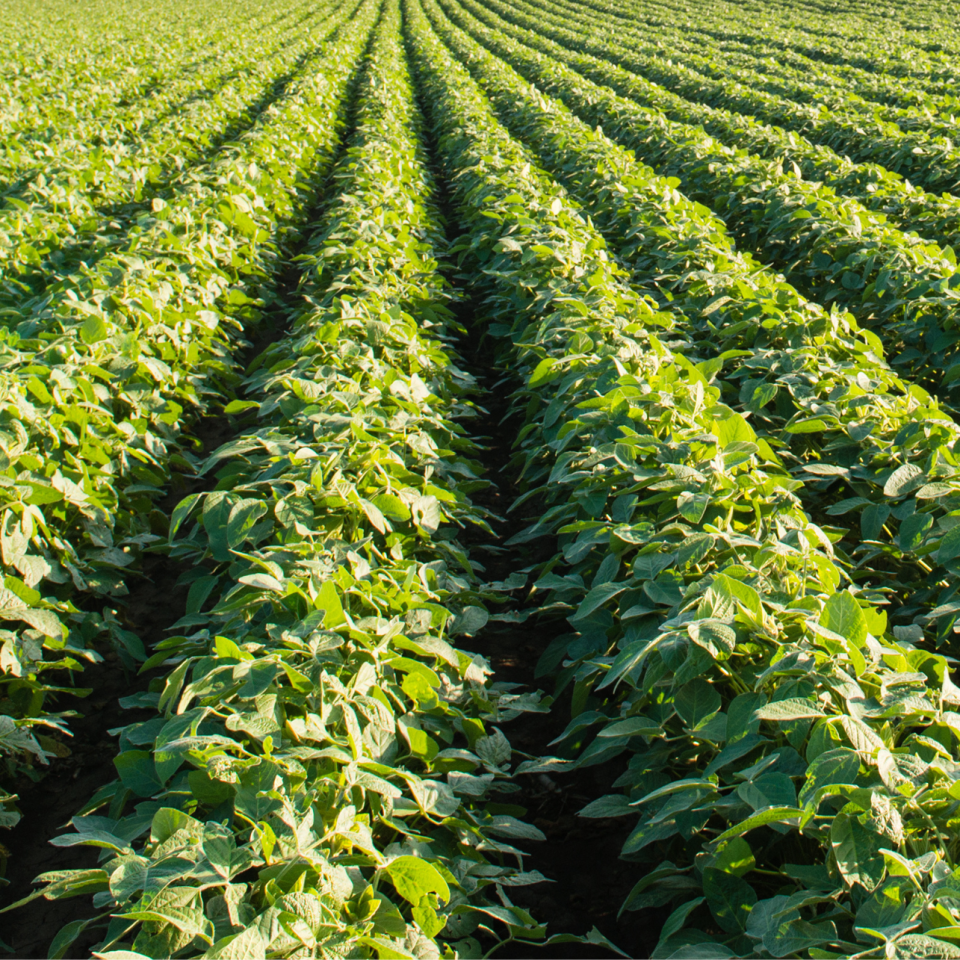 Managing Sudden Death Syndrome in Ontario Soybeans