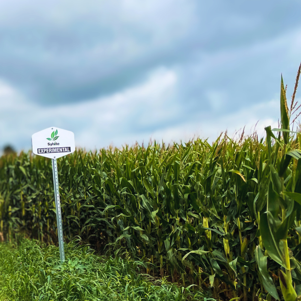 Sylvite Field Update: August 2025